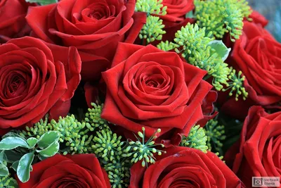 Обои Цветы Розы, обои для рабочего стола, фотографии цветы, розы, красные,  белый, фон Обои для рабочего стола, скачать обои картинки заставки на  рабочий стол.