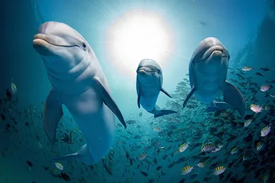 Фотообои Дельфины и стая рыб купить на стену • Эко Обои