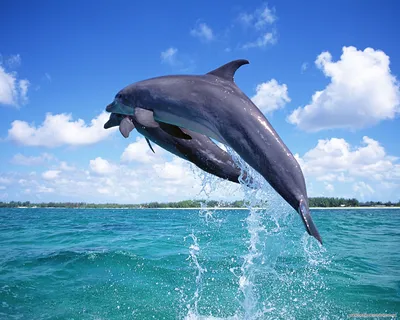 Обои \"Дельфины в море\" - Dolphins Wallpapers (40 обоев) » Обои для рабочего  стола, красивые картинки. Ежедневно