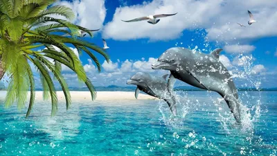 Dolphin Wallpapers: Free HD Download [500+ HQ] | Unsplash