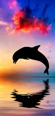 обои Дельфины wallpaper dolphins