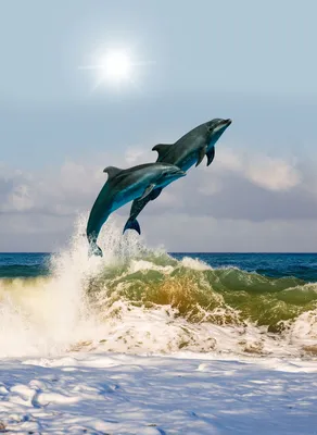 Дельфины на закате обои | Премиум Фото