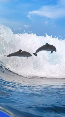 Фотообои Дельфин на волнах купить на стену • Эко Обои