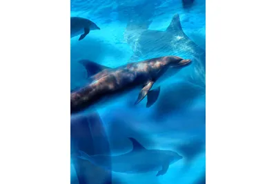 Обои Океанской Волны Двумя Дельфинами Векторная Иллюстрация Векторное  изображение ©CaroDi 351282422