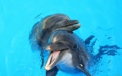 Дельфины на закате скачать фото обои для рабочего стола