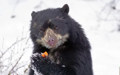 Очковый медведь (Tremarctos ornatus) / Spectacled Bear Синонимы: Андский  медведь | Медведь, Млекопитающие, Бурые медведи