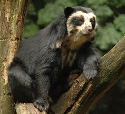 Wiki Nature - Очковый медведь. Очковый медведь (лат. Tremarctos ornatus) —  единственный представитель семейства, обитающий в Южной Америке. Встретить  его можно на западном склоне Анд в Венесуэле, Боливии, Перу, Эквадоре и  Панаме.