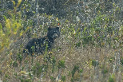 Очковый Медведь Tremarctos Ornatus Охраняемой Территории Эквадор стоковое  фото ©jirousek.zoo-foto.cz 221245926