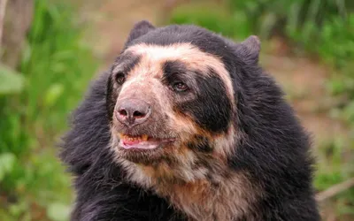 Очковый медведь - Путешествуем вместе | Spectacled bear, Bear species, Cute  baby animals