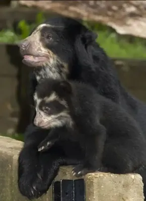 Очковый медведь - Путешествуем вместе | Bear, Black bear, Animals