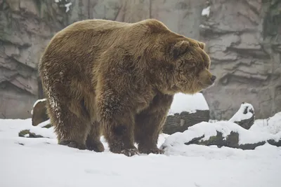 Фото огромного медведя фото
