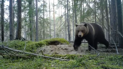 Огромный медведь зашёл на лодочную базу под Новосибирском