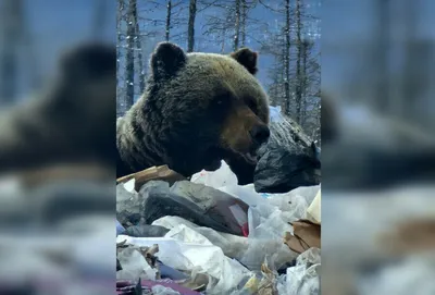 купить большого плюшевого медведя 120 см.