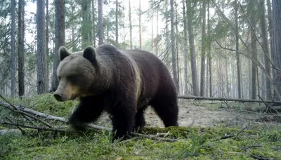 бурый медведь с камерой, модель медведя в медвежьем парке ноборибецу, Hd  фотография фото, завод фон картинки и Фото для бесплатной загрузки