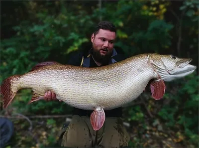 Самая большая щука - фото - фотографии самой большой и крупной щуки | Big  fish, Catching fish, Cool fish