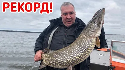 Самая большая в мире щука - факты и вымыслы | FishingBY.com