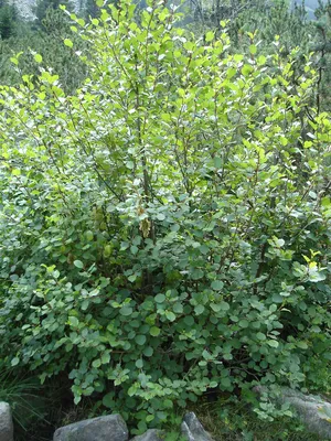 Ольха черная (Alnus glutinosa) купить в Москве саженцы из питомника  Greenpoint24