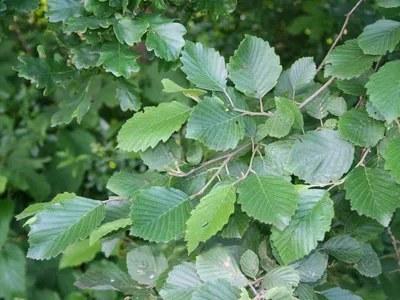 Ольха чёрная – дерево и древесина – Alnus glutinosa