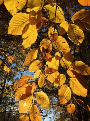 Ольха мексиканская – дерево и древесина – Alnus jorullensis