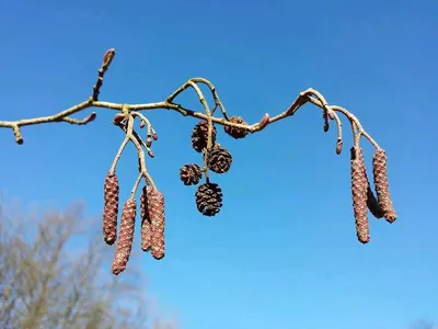 Ольха серая — Википедия