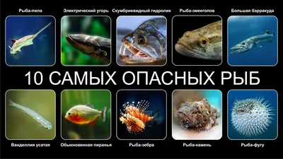 ТОП 10 самых опасных обитателей Красного моря - Дайвинг клуб «Наутилус»