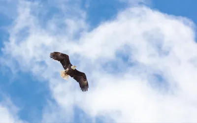 Расправив крылья парит орел в небе…» — создано в Шедевруме