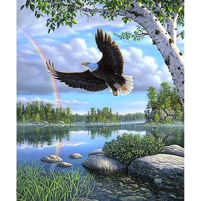 картинки : крыло, небо, летать, клюв, рейс, Орел, Синий, Ястреб, хищная  птица, Лысый орел, Цены расширенных лицензий, Позвоночный, Южная Америка,  Парагвай, Стервятник, Птица-птица, Accipitriformes 4592x3056 - - 1014502 -  красивые картинки - PxHere