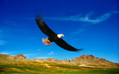 Орел в небе, огромный орел» — создано в Шедевруме