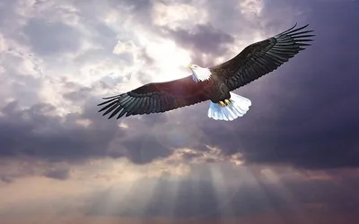 орел в грозовом небе австралия лысый ястреб дикий Фото Фон И картинка для  бесплатной загрузки - Pngtree