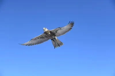 один орел в голубом небе. морской орел в полете в голубом облачном небе.  орел ястреб ищет добычу. летающие птицы Стоковое Фото - изображение  насчитывающей когти, больш: 220828368
