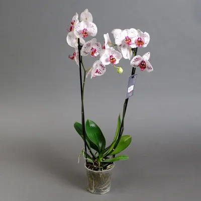 Орхидея фаленопсис Чудо природы d12 см h70 см купить недорого в  интернет-магазине товаров для сада Бауцентр