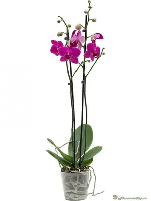 Орхидея Фаленопсис в ассортименте 🌺 купить в Киеве с доставкой - цена от  Камелия