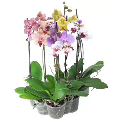 Орхидея Фаленопсис Богемия Гойя 2 ст купить в Москве с доставкой | Магазин  растений Bloom Story (Блум Стори)