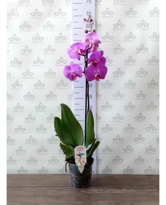 Комнатное растение Орхидея Фаленопсис желтый малый купить в Екатеринбурге