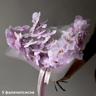 Орхидея Фаленопсис Розовая Королевская 2 цветоноса – Купить Орхидея  Фаленопсис Розовая Королевская 2 цветоноса в Киеве с доставкой