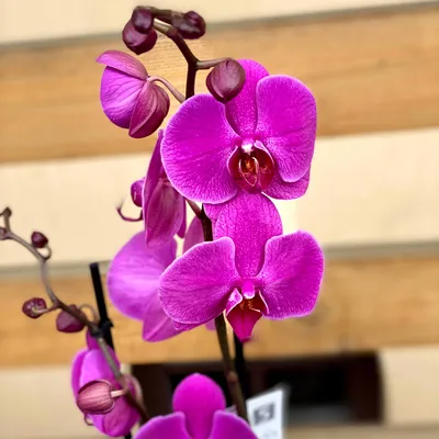 Купить орхидею фаленопсис Розовый гигант в интернет - магазине \"Мир орхидей\"