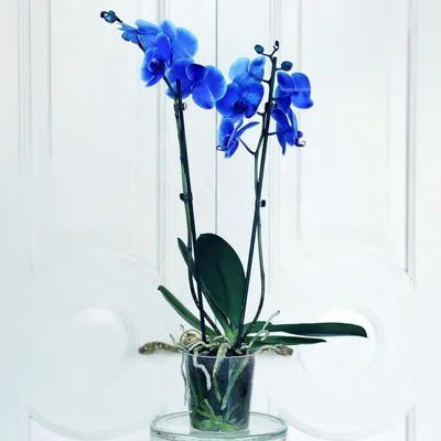Орхидея Фаленопсис Louisville, 1 ст., 60-70 см