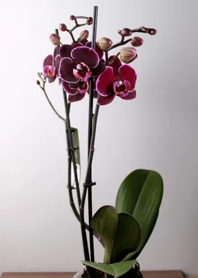 Букет из орхидей Фаленопсис - заказать доставку цветов в Москве от Leto  Flowers