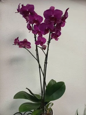 Орхидея Фаленопсис \"Bellisimo\" фиолетовая купить