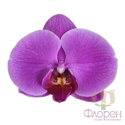 Орхидея Фаленопсис Элегант Дэбора ⌀12 60 см купить в Москве с доставкой |  Магазин растений Bloom Story (Блум Стори)