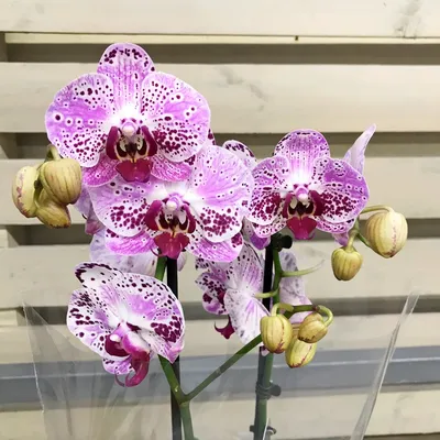 Орхидея Фаленопсис Califo, + ДОСТАВКА в Подарок, 2 ст., 60 см