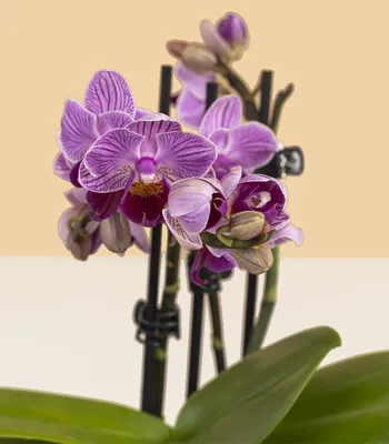 Орхидея Фаленопсис, артикул: 333083681, с доставкой в город Москва (внутри  МКАД)