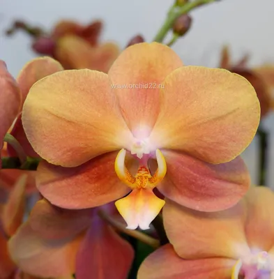 Орхидея фаленопсис, артикул F1207765 - 5300 рублей, доставка по городу.  Flawery - доставка цветов в Москве