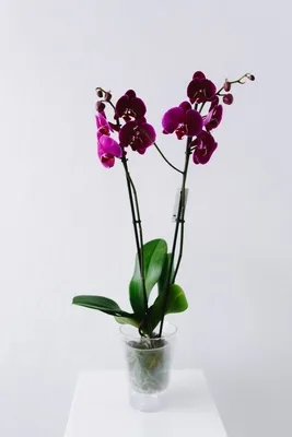 Орхидей Фаленопсис Декорейшн купить в Краснодаре с доставкой