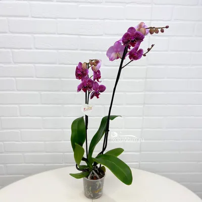 Орхидея фаленопсис гигант купить в Москве