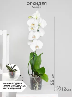 Орхидея фаленопсис купить
