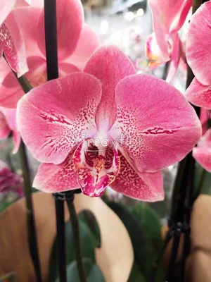 Орхидея фаленопсис микс 1 стрелка d12 см h50 см купить недорого в  интернет-магазине товаров для сада Бауцентр