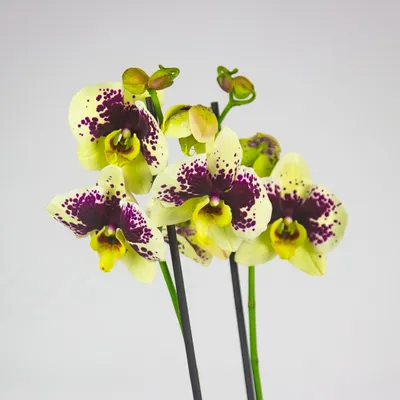 Болезни орхидей фаленопсис - лечение орхидей фаленопсис в домашних условиях