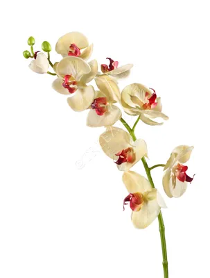 Орхидея \"Фаленопсис\", двуствольная