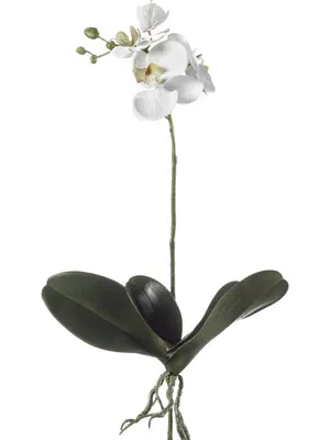 Орхидея Фаленопсис в горшке - Арт. 5691